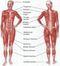 human-body-muscle-diagram